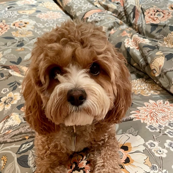 Meet your Posher, Catherine - Picture 1 of 1